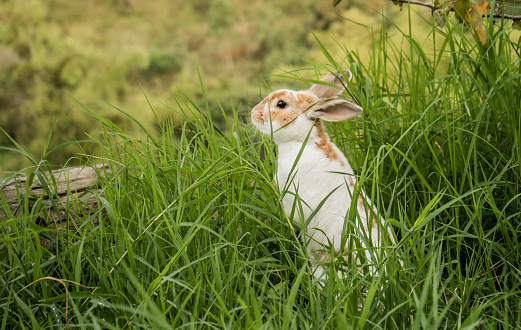 domestic white rabbit grazing in the garden, easter rabbit