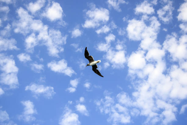 istock Large white seagull flies in blue sky with clouds, freedom in wild.  View from below. Copy space. Selective focus. 1481071219