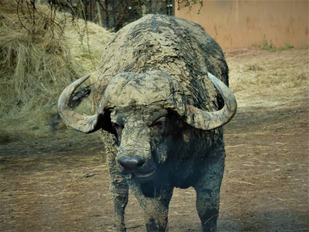 Cape Buffalo - 'old dagga boy' standing alone covered in mud.  \nThey say that Cape Buffalo will look at you like you 'owe them money'.