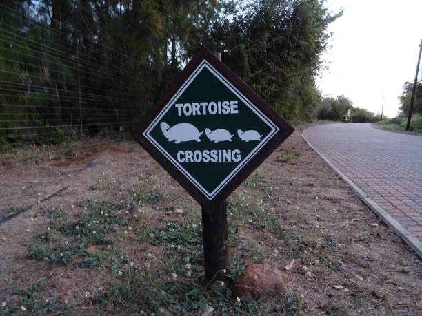 istock Tortoise Crossing sign 1481074318