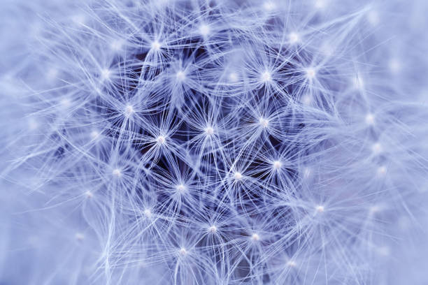 Macro close up of dandelion flower