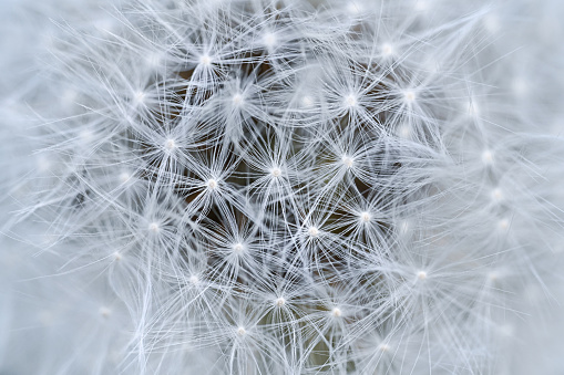 Close up of dandelion flower