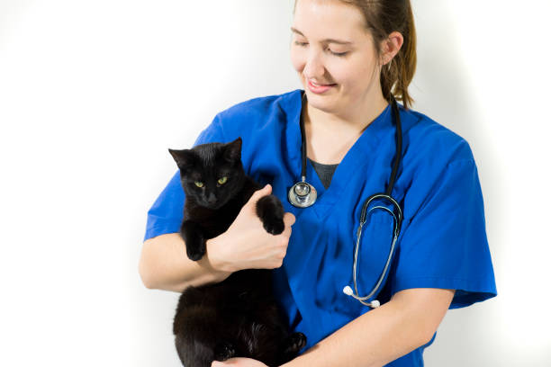 istock Vet Holding a Cat 1481076946