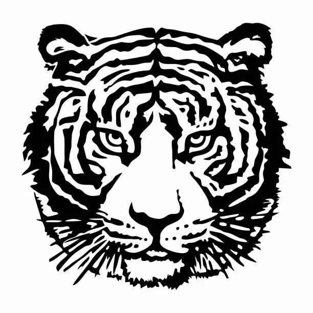 Vector illustration of Vector illustration isolated on white. Tiger muzzle in stencil style. The calm tiger looks at us.