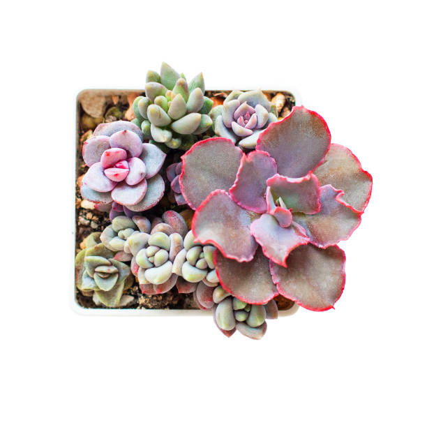 Colorful Succulent garden. Natural succulent flower propagation. Echeveria, graptoveria and sedum collection Colorful Succulent garden. Natural succulent flower propagation. Echeveria, graptoveria and sedum collection Graptoveria stock pictures, royalty-free photos & images