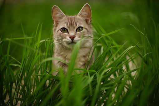 Young grey cat sits in tall green grass in a spring garden.