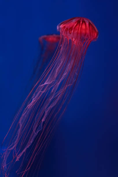 istock Fluorescent jellyfish swimming underwater aquarium pool with red neon light. 1481079661