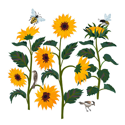 Sunflowers. Buds, stems, foliage, flowers. Sparrows, bees and wasps.