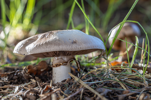 Agaricus campestris in the grass. Front view.