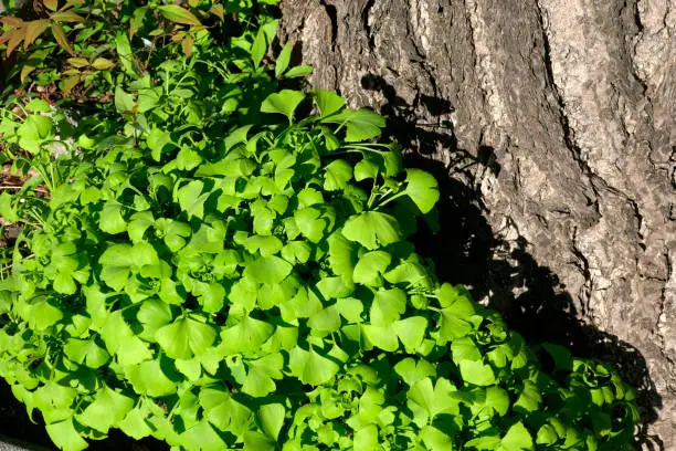 Fresh green leaves in the spring season. Young leaves growing from the base of a ginkgo tree.