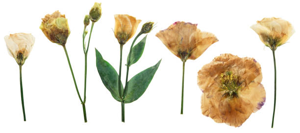 istock Pressed and dried eustoma bush (lisianthus) with delicate transparent flowers. Isolated on white background. For use in scrapbooking, floristry or herbarium 1481084335