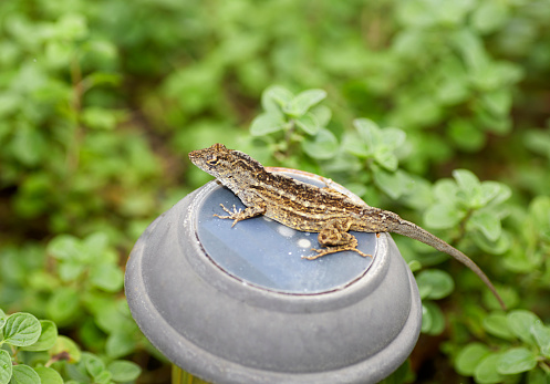 Close up of a Small Brown Lizard in a Garden