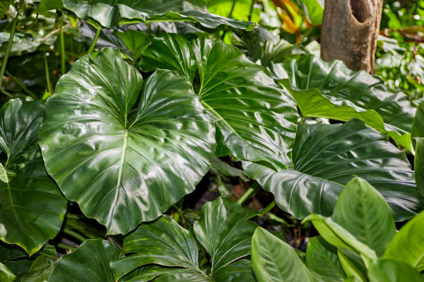 istock Jumbo Elephant Ear Leaves in Rainforest 1481084678