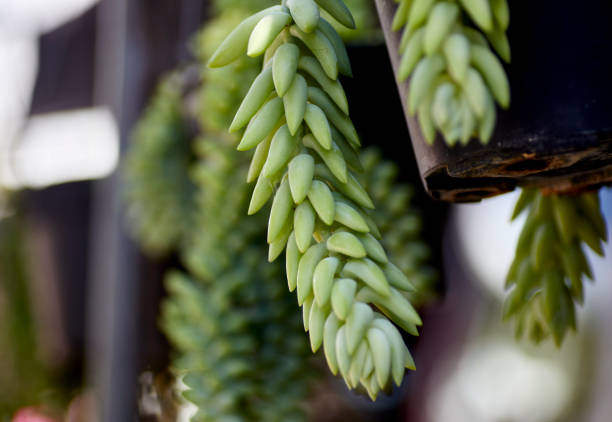 istock Green Succulent hanging from a Pot 1481085208