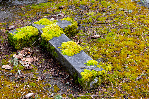 An image of an old stone cross grave marker covered in thick green moss.