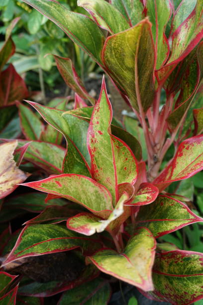 istock red anglaonema rotundum flower 1481085451