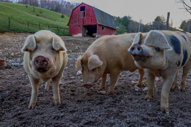 istock Pigs on the Virginia farm 1481086579