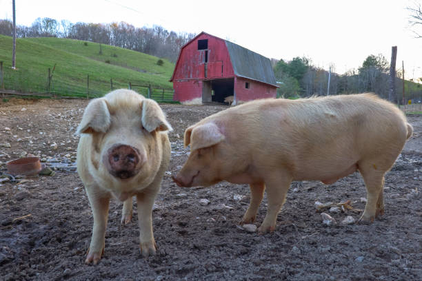 istock Pigs on the Virginia farm 1481086601