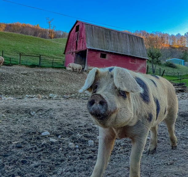 istock Pigs on the Virginia farm 1481086635