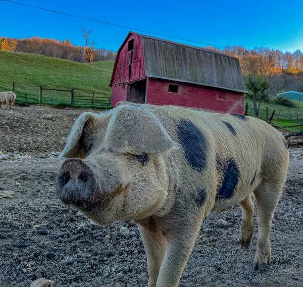 istock Pigs on the Virginia farm 1481086644