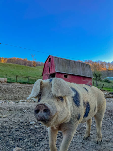 istock Pigs on the Virginia farm 1481086651
