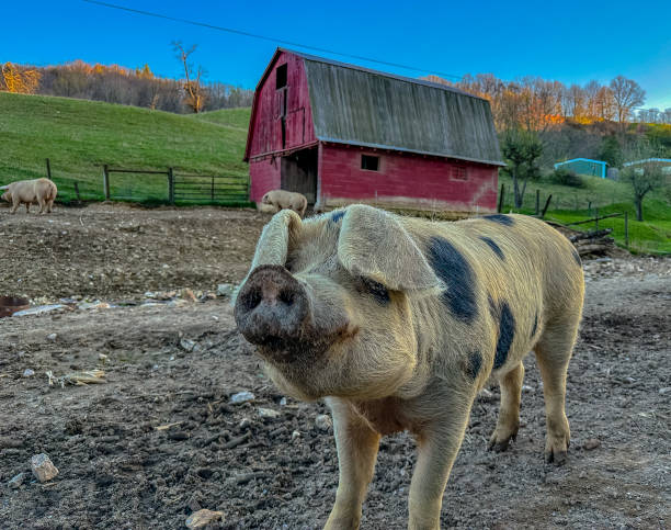 istock Pigs on the Virginia farm 1481086661