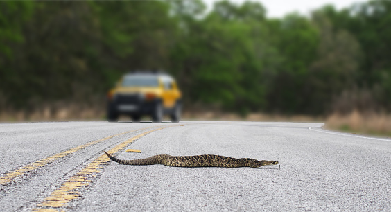 Beautiful rattlesnake crossing busy road with traffic on pavement or asphalt road.  Eastern Diamondback rattler - adamanteus crotalus - long rattle and tongue out