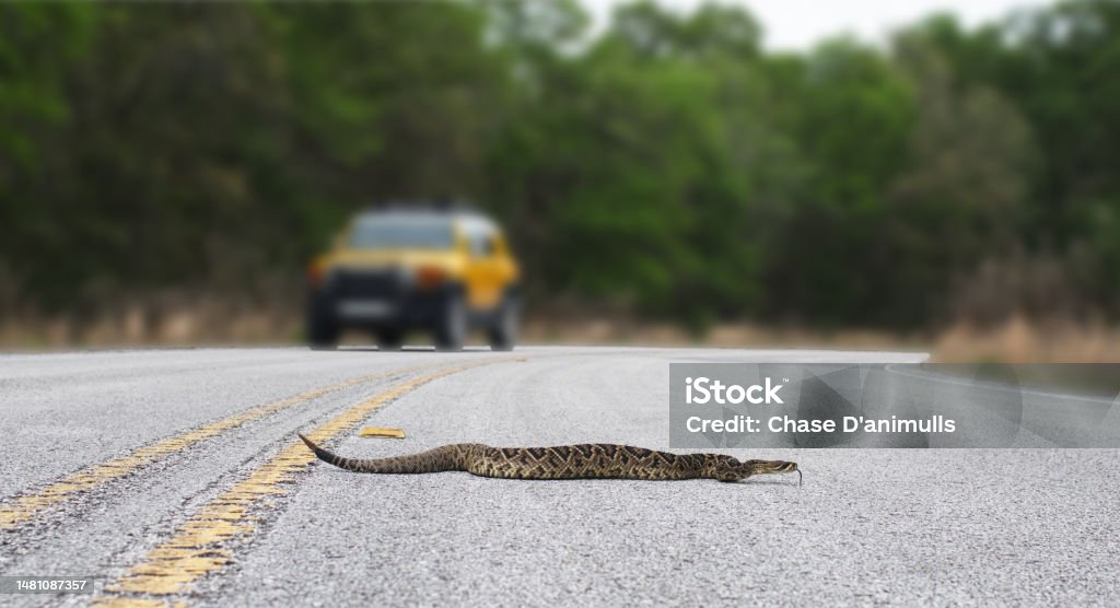 Beautiful rattlesnake crossing busy road with traffic on pavement or asphalt road.  Eastern Diamondback rattler - adamanteus crotalus - long rattle and tongue out Rattlesnake Stock Photo
