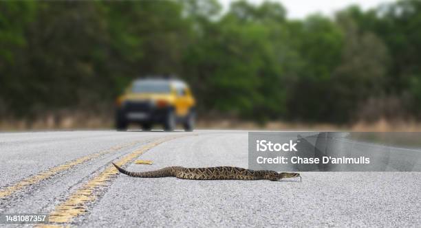 Beautiful Rattlesnake Crossing Busy Road With Traffic On Pavement Or Asphalt Road Eastern Diamondback Rattler Adamanteus Crotalus Long Rattle And Tongue Out Stock Photo - Download Image Now