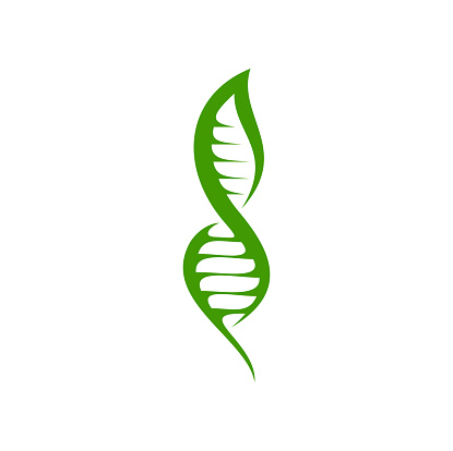 Leaf DNA icon of green plant in genetic helix, health science and biotechnology vector symbol. DNA leaf icon for organic bio technology, eco medicine or pharmaceutical company of leaf chromosome gene