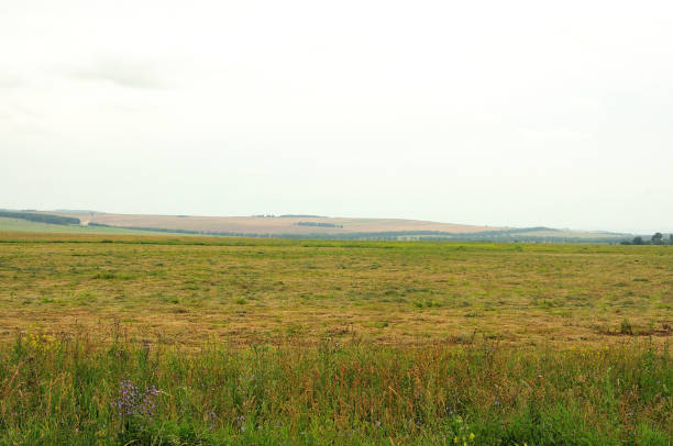 istock Endless hilly steppe with tall grass under a cloudy summer sky. 1481088617
