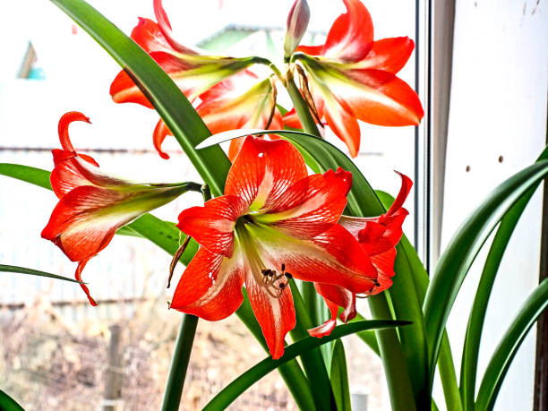 istock big red delicate beautiful amaryllis flower, macro 1481088669
