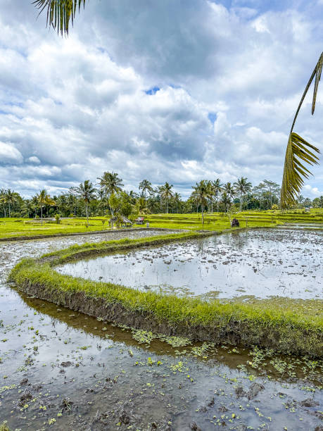 istock Desa mancingan rice field in Gianyar Regency, Bali, Indonesia 1481093378