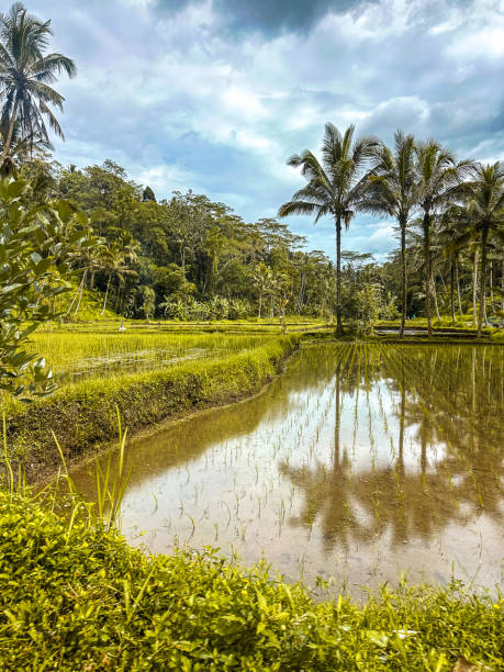 istock Desa mancingan rice field in Gianyar Regency, Bali, Indonesia 1481093541
