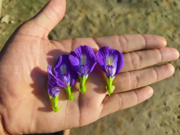 istock Most Common Flower In Bangladesh 1481094305