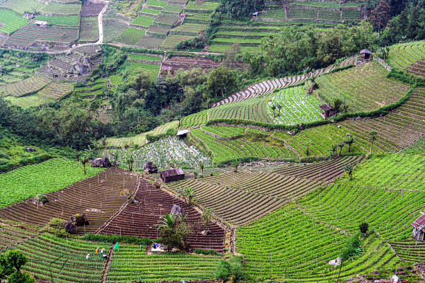 istock Cultivating Land for Growing Vegetables 1481094390