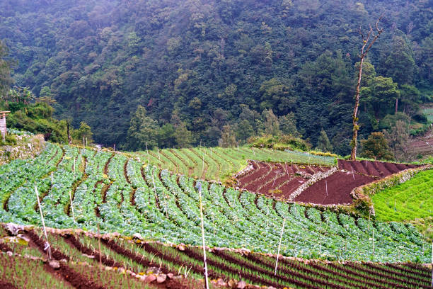 istock Cultivating Land for Growing Vegetables 1481094418
