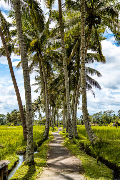 istock Desa mancingan rice field in Gianyar Regency, Bali, Indonesia 1481094448