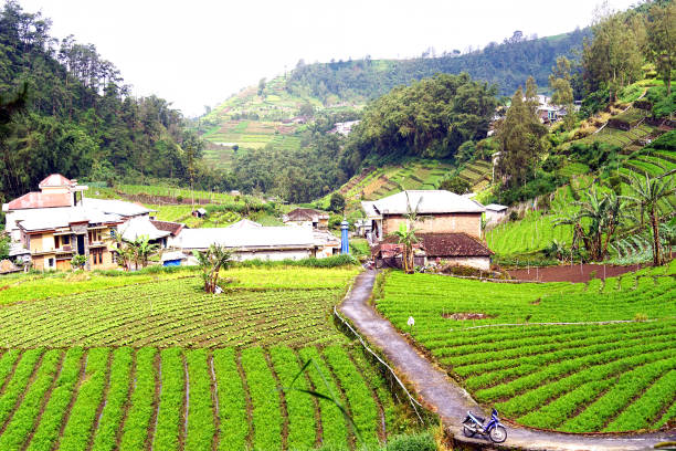 istock Cultivating Land for Growing Vegetables 1481094472