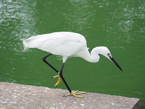 White bird, black legs, yellow green, dark gray background, white light used as background