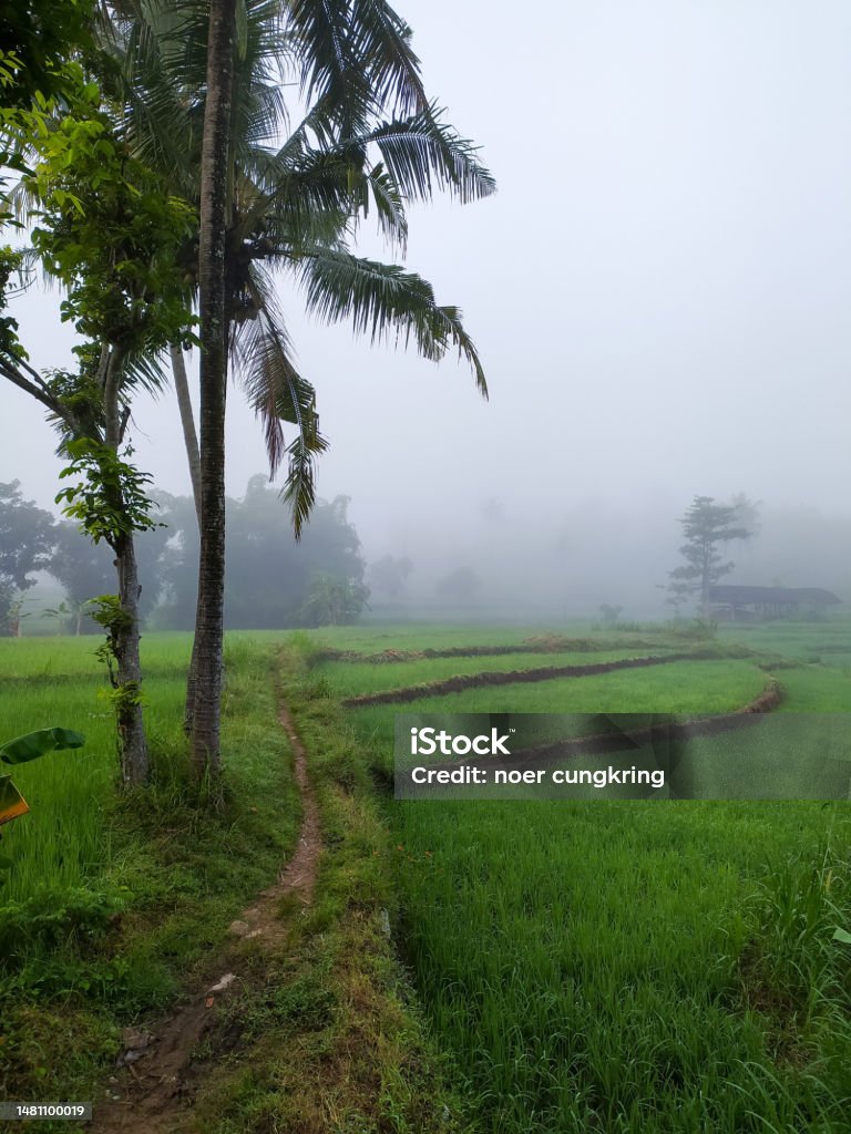 Foggy Rice Field Foggy Rice Field Stock Photo - Download Image Now - Agricultural Field ...