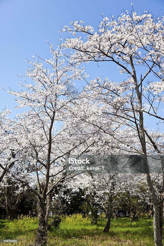 Foresta di fiori di ciliegio - Foto stock royalty-free di Albero