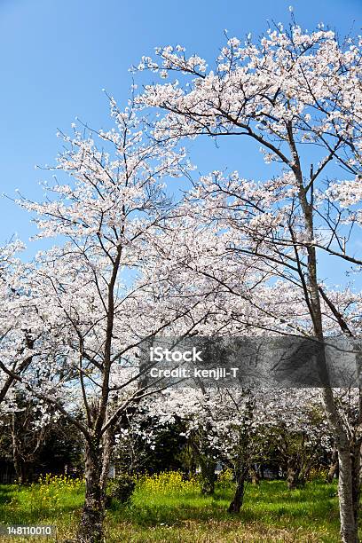 Foresta Di Fiori Di Ciliegio - Fotografie stock e altre immagini di Albero - Albero, Ambientazione esterna, Ambiente