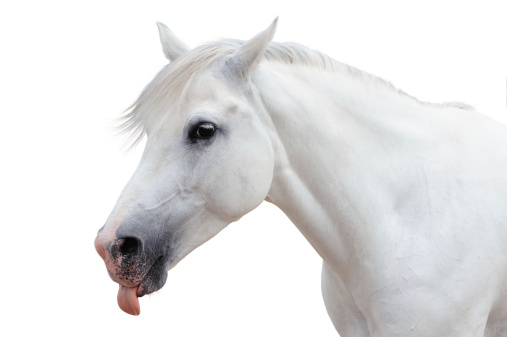 White horse showing tongue isolated on white background