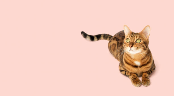 istock Bengal cat sits in full growth on a pink background. 1481103142