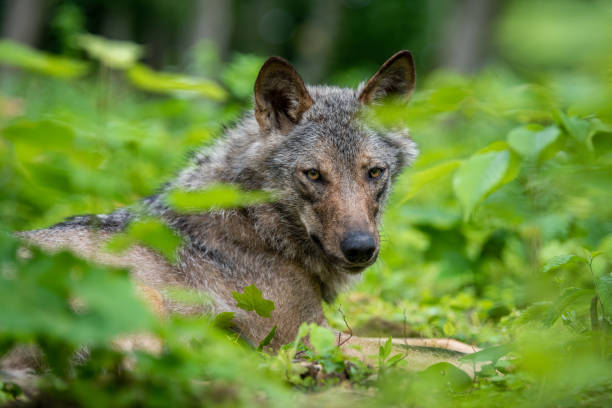 istock Wolf portrait in summer forest. Wildlife scene from nature 1481104026