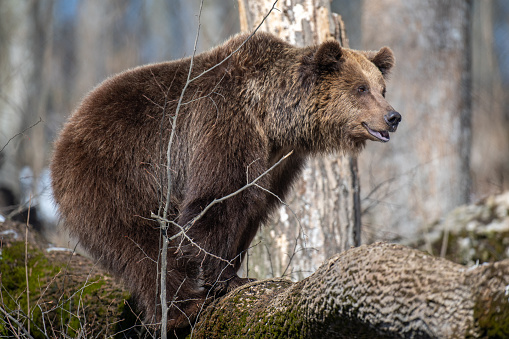 Wild adult Brown Bear (Ursus Arctos) in the spring forest. Dangerous animal in natural habitat. Wildlife scene