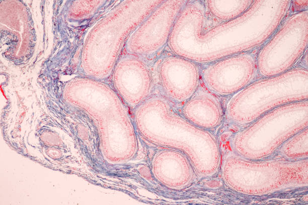 istock Histological Epididymis and Testis human cells . 1481109294
