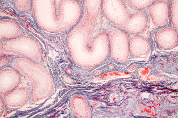 istock Histological Epididymis and Testis human cells . 1481109542