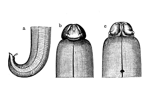 Giant roundworm (Ascaris lumbricoides), head